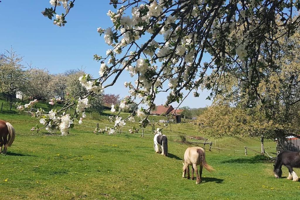 Les Vergers D'Epona "Fremifontaine Vosges" Exteriér fotografie